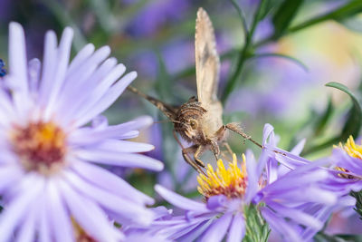 Close-up of butterfly pollinating on purple flower