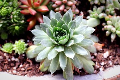 Close-up of succulent plant