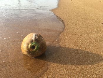 High angle view of fruit on beach