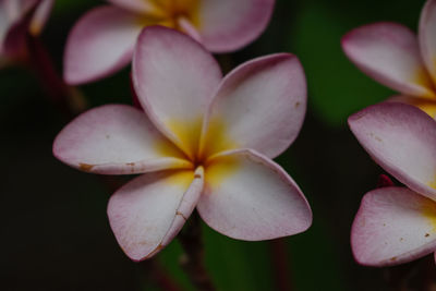 Close-up of frangipani on plant