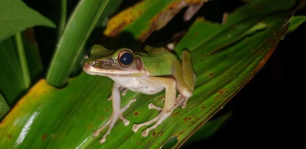 Close-up of frog on leaf