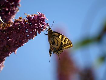 Close-up of butterfly pollinating on purple flower