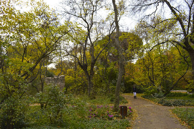 Trees growing in park