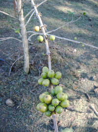 Close-up of plant growing outdoors