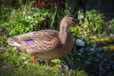 Side view of a mallard duck