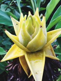 Close-up of yellow flowering plant