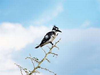 Low angle view of bird perching on branch against sky