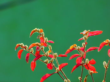 Close-up of red flowering plant