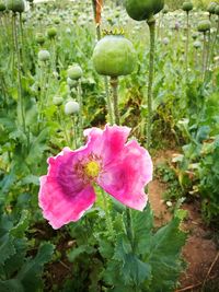 Close-up of pink flower blooming outdoors