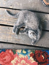 High angle view of cat sleeping