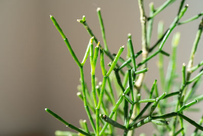 Macro shot of decorative succulent hatiora salicornioides. closeup of sunlight. dancing bones cactus