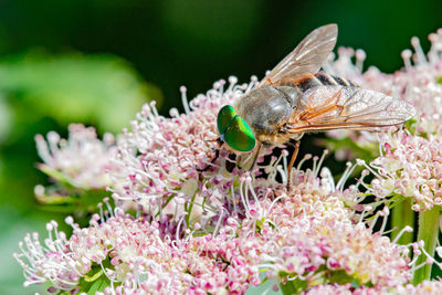Close-up of butterfly pollinating on flower