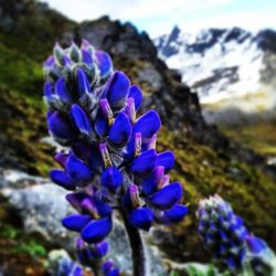 Close-up of purple flowers