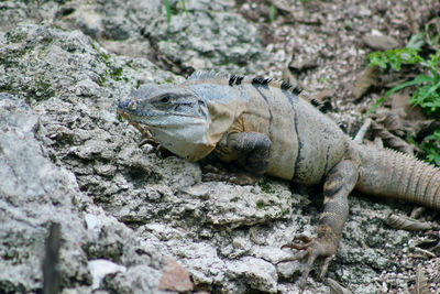 Close-up of iguana on rock