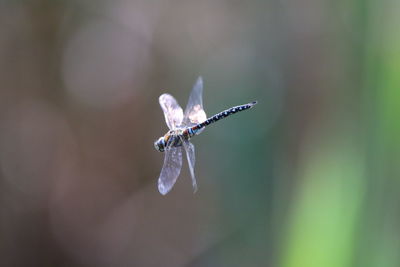 Close-up of  dragonfly flying