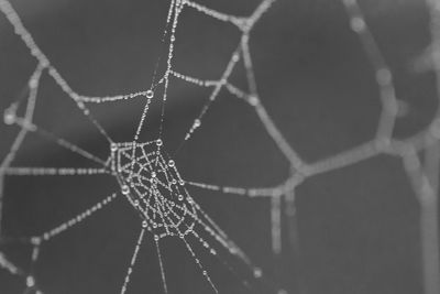 Close-up of wet spider web