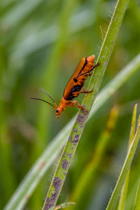 Close-up of insect on leaf