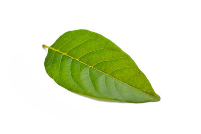 Close-up of leaf over white background