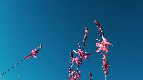 Low angle view of flowering plant against clear blue sky