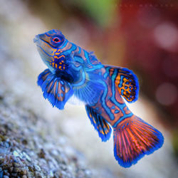 Close up of colorful peacock