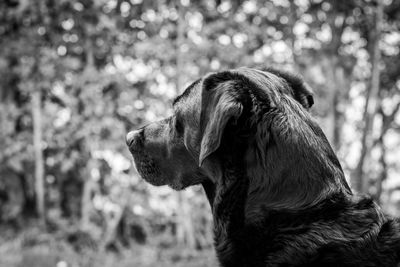 Close-up of dog looking away