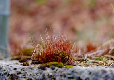 Close-up of plant growing on field