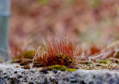 Close-up of dry plant on field