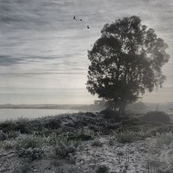 Scenic view of trees against sky