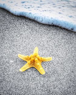 High angle view of yellow leaf on beach