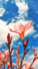 Close-up of red flowering plant