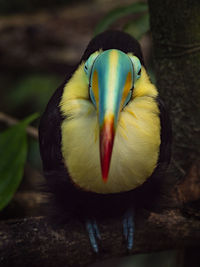 Close-up of bird perching on wood