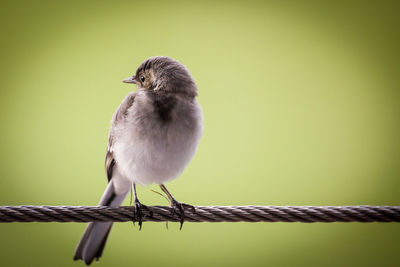 Close-up of bird perching on cable