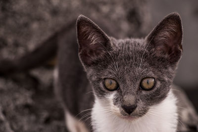 Close-up portrait of cat