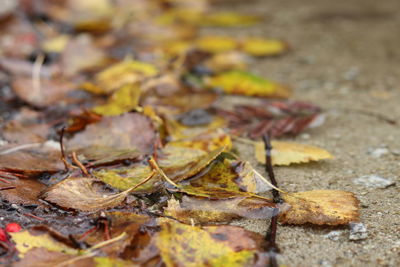 Close-up of dry maple leaves on field