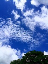 Low angle view of trees against blue sky