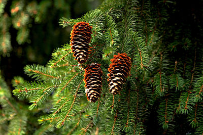 Close-up of pine cones on tree in forest