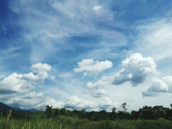 Low angle view of trees against sky