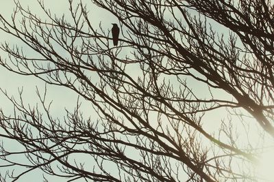 Low angle view of birds perching on bare tree