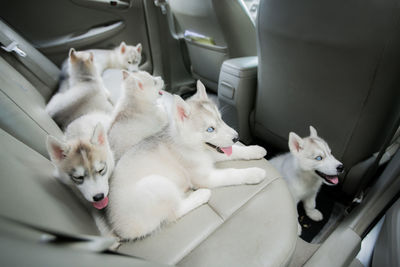 Dogs sitting in car