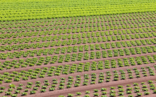 Scenic view of corn field