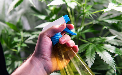 Cropped hand of man holding spray bottle by cannabis plant