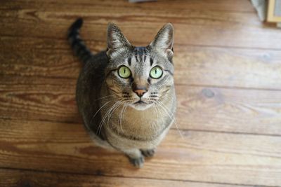 Portrait of cat on wooden floor