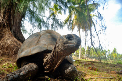Giant tortoise headshot looking at the camera, aldabrachelys gigantea hololissa