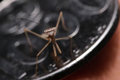 High angle view of insect on metal