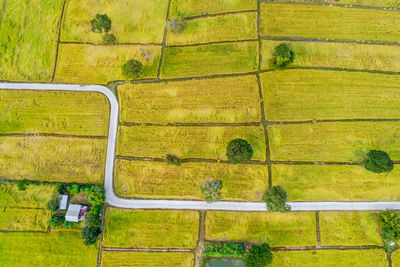 Aerial view of rice paddy.