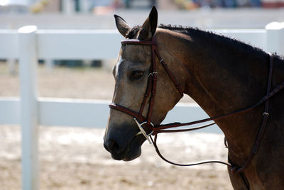 Sweet look into the face of a strawberry roan horse.