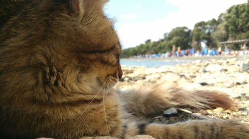 Close-up of lion relaxing against sky