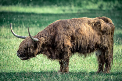 Highland cattle