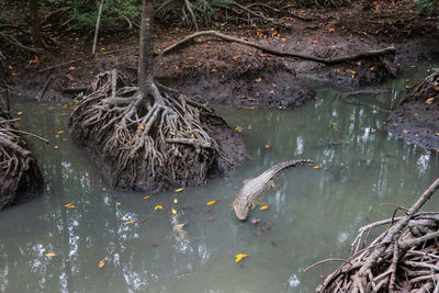 High angle view of ducks in lake