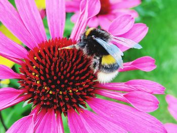 Close-up of bee pollinating on pink flower